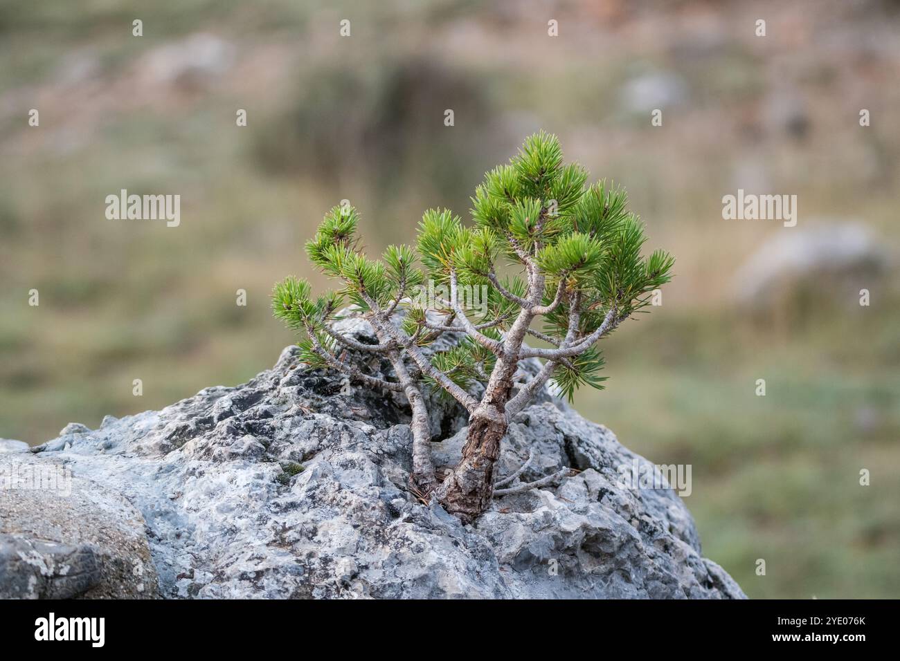 Pine tree growing out rock hi-res stock photography and images - Alamy