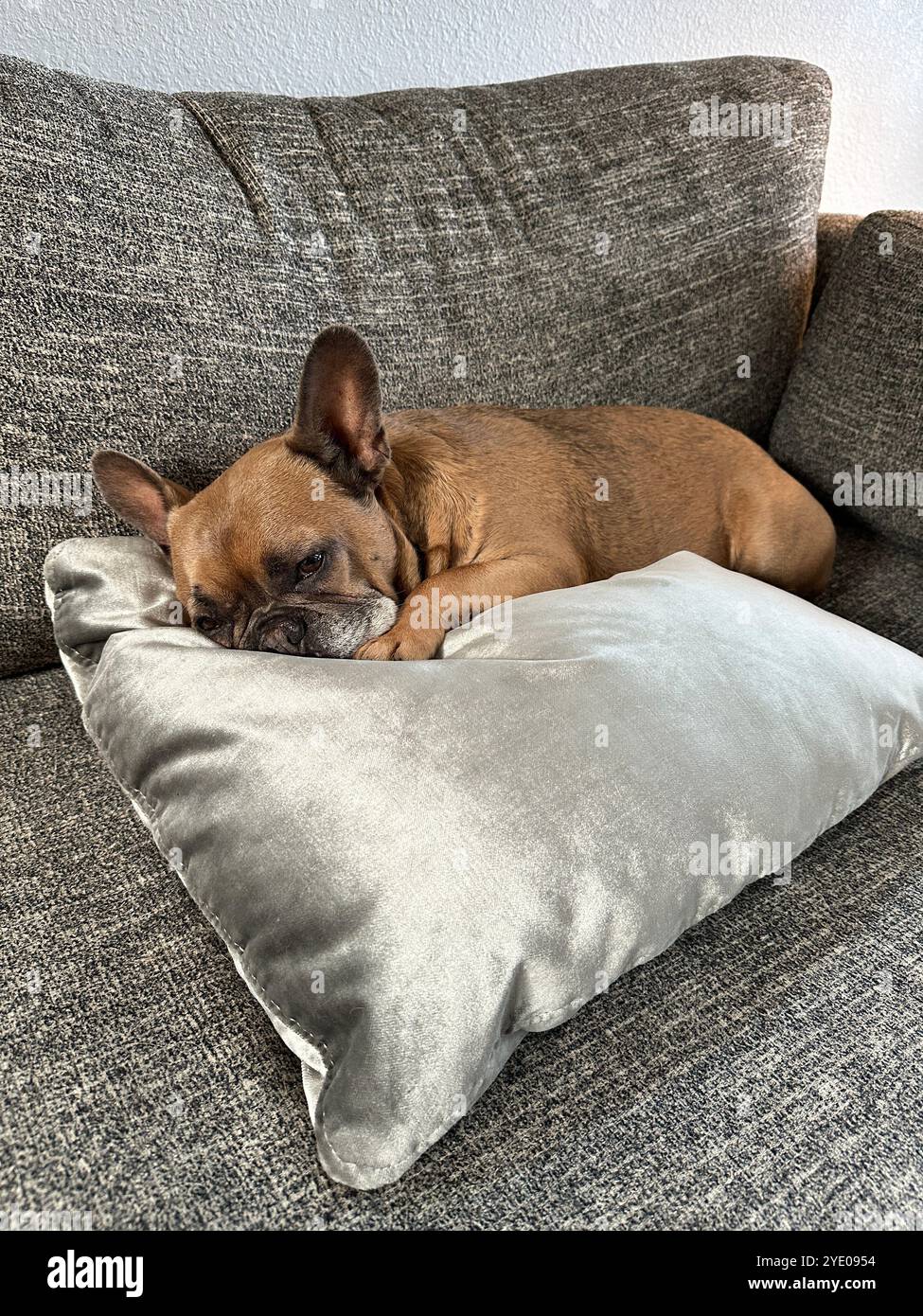 A sleepy French Bulldog lying on a couch on top of a silver pillow. - Smartphone Captured Stock Image