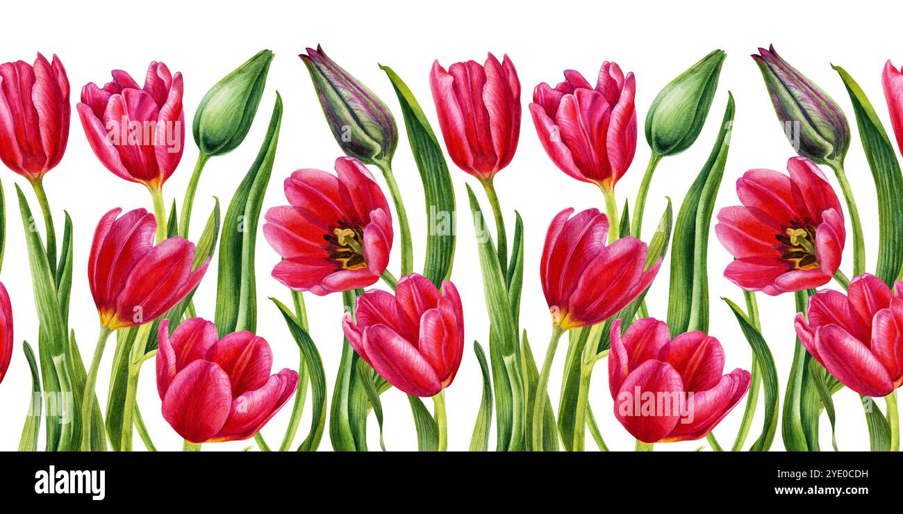 Bright pink tulips. Seamless border of watercolor spring and summer ...