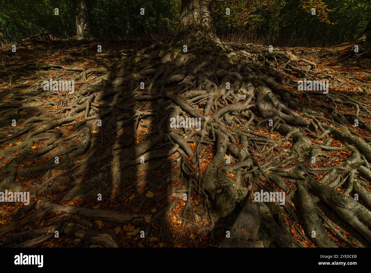 Roots revival hi-res stock photography and images - Alamy