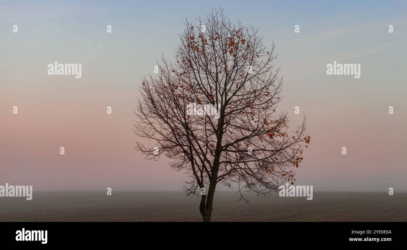 Baumkrone gegen Nebel Stock Photo