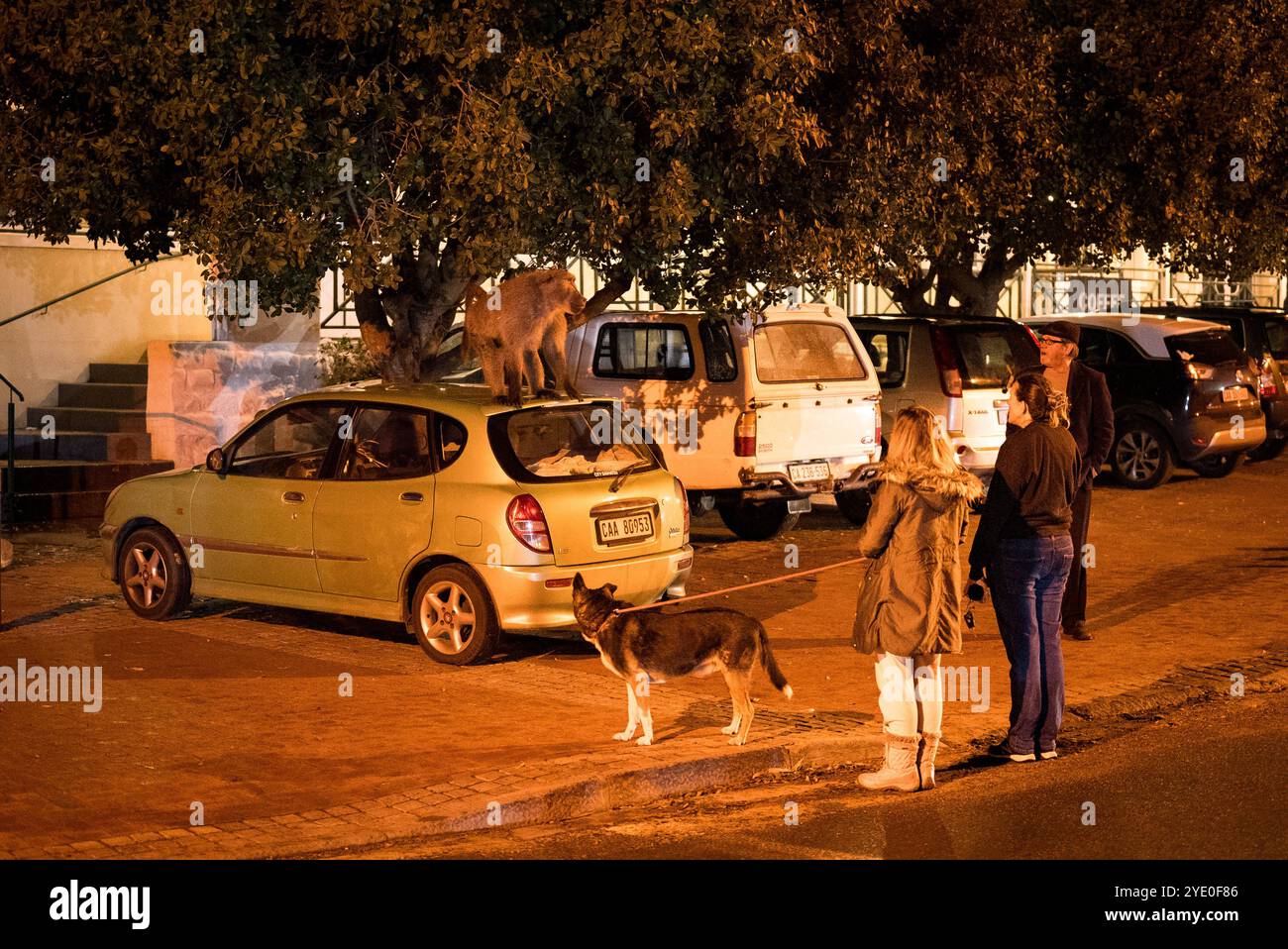 Baboon Life in Cape Town, South Africa Animal rights activists watch a ...