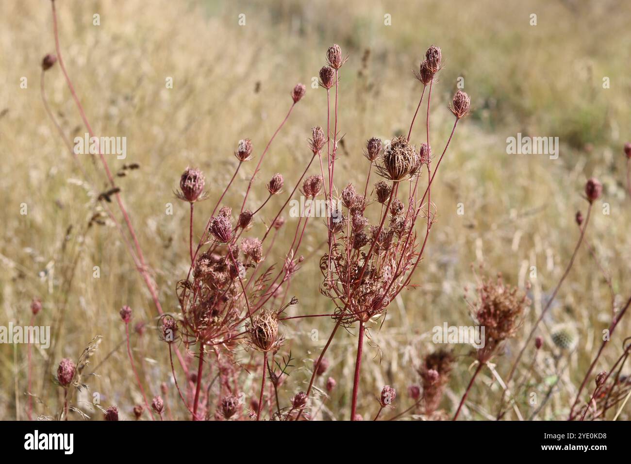 Summer wild grasses hi-res stock photography and images - Alamy