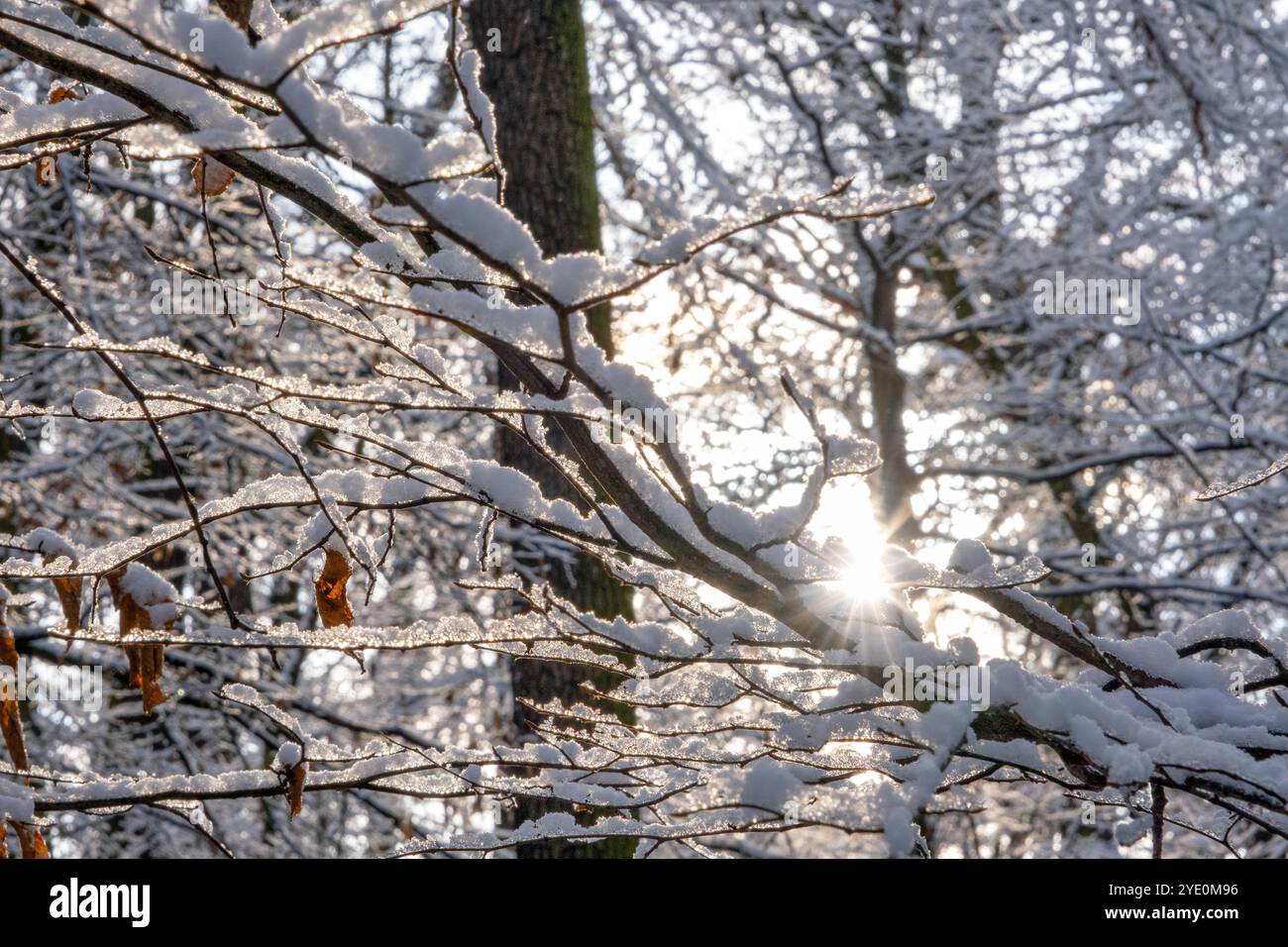 snow covered trees with the sun shining through the branches Stock ...