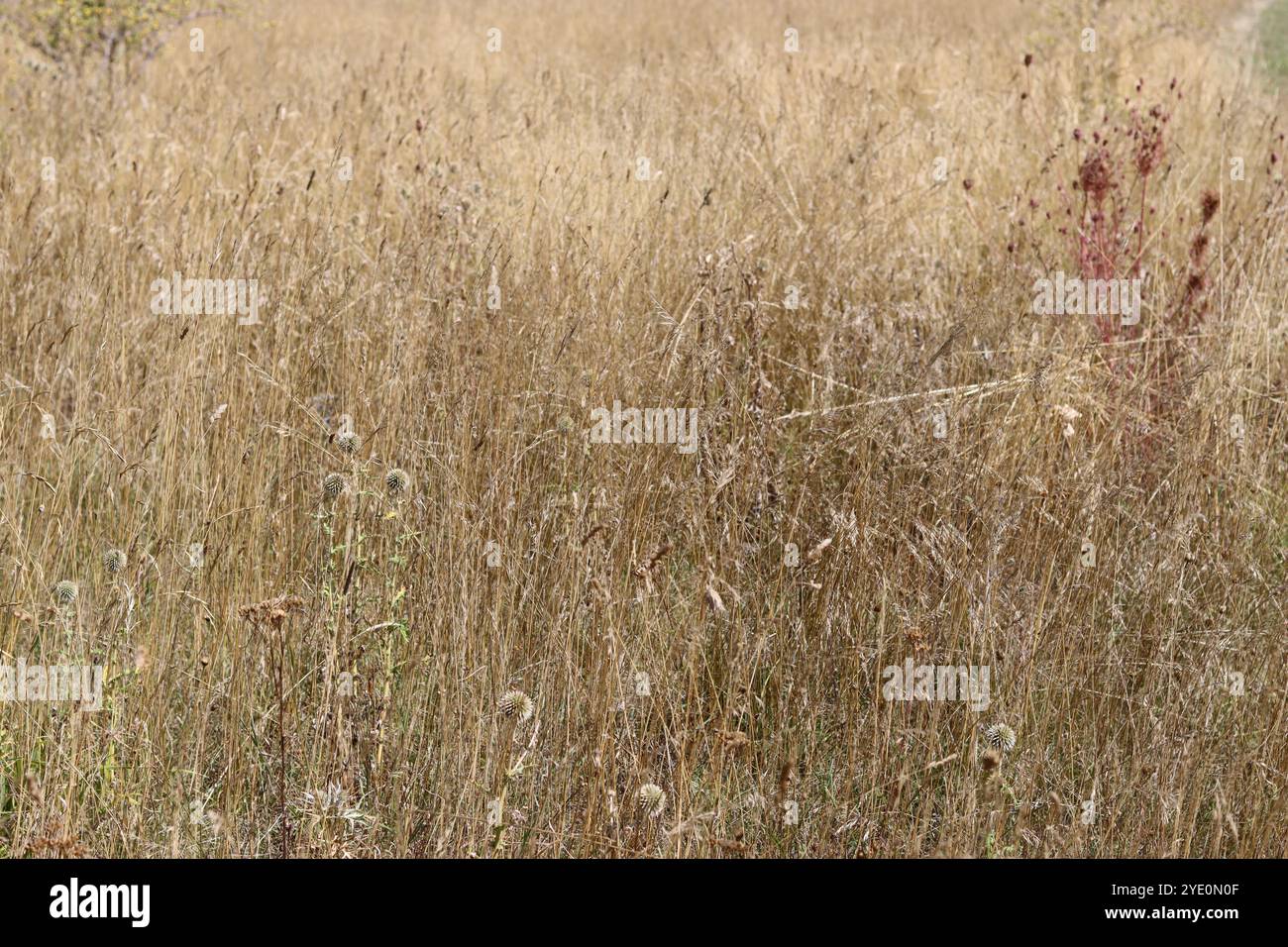 Dry grasses hi-res stock photography and images - Alamy