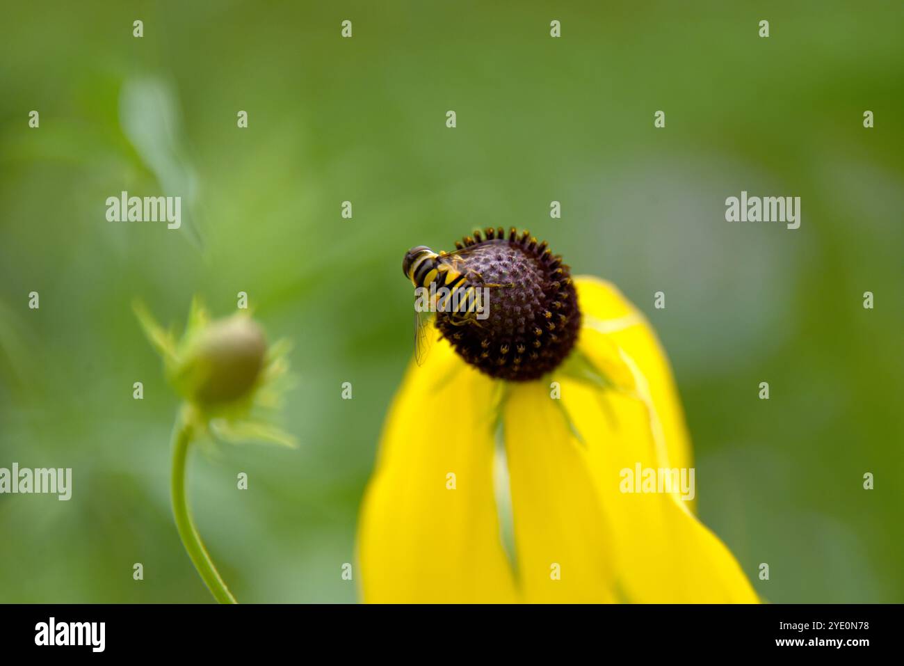 Closeup image shows bee hi-res stock photography and images - Alamy