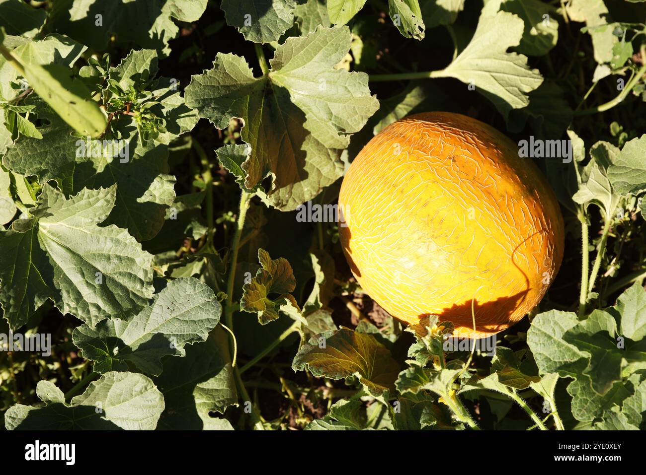 Melon ripening on leaves hi-res stock photography and images - Alamy