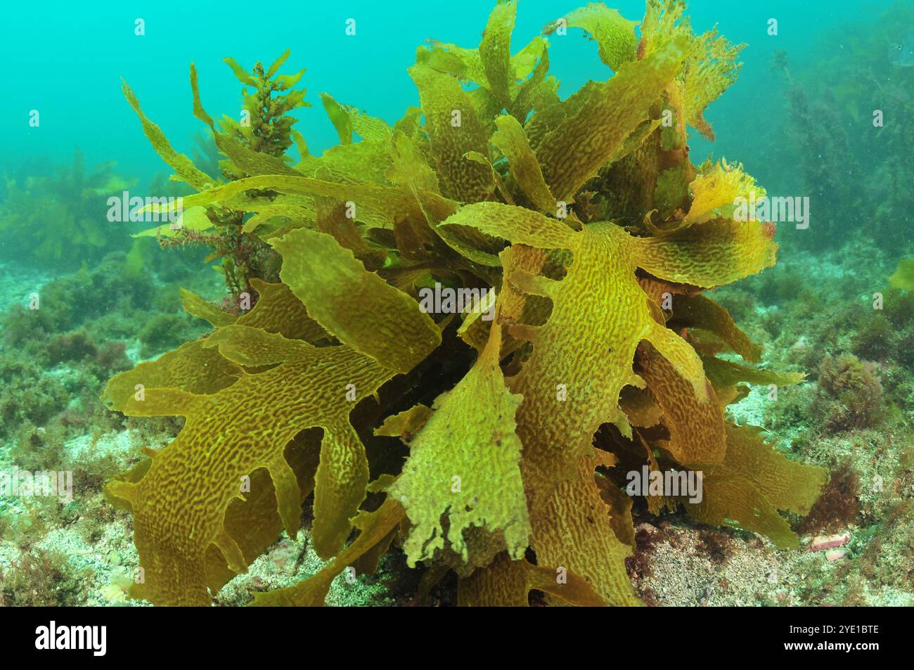 Tangled fronds of brown kelp Ecklonia radiata in shallow murky bay. Location: Leigh new Zealand Stock Photo