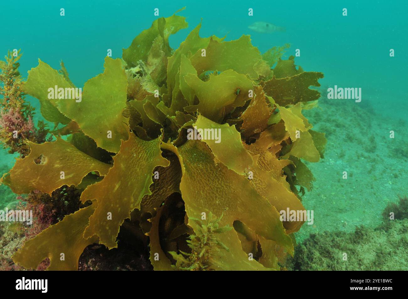 Tangled fronds of brown sea weed Ecklonia radiata in shallow murky bay. Location: Leigh new Zealand Stock Photo
