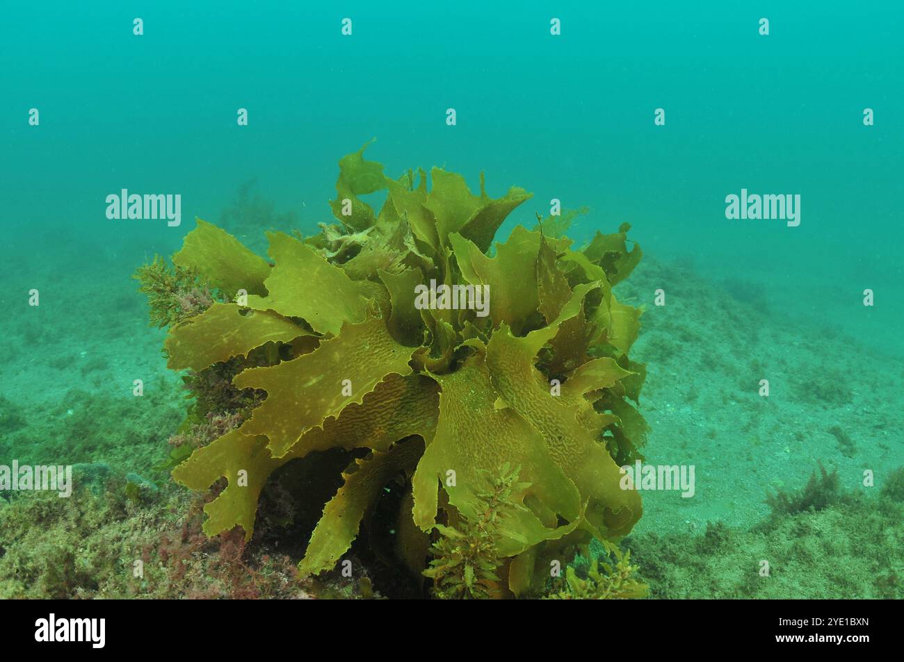 Tangled fronds of brown alga Ecklonia radiata in shallow murky bay. Location: Leigh new Zealand Stock Photo