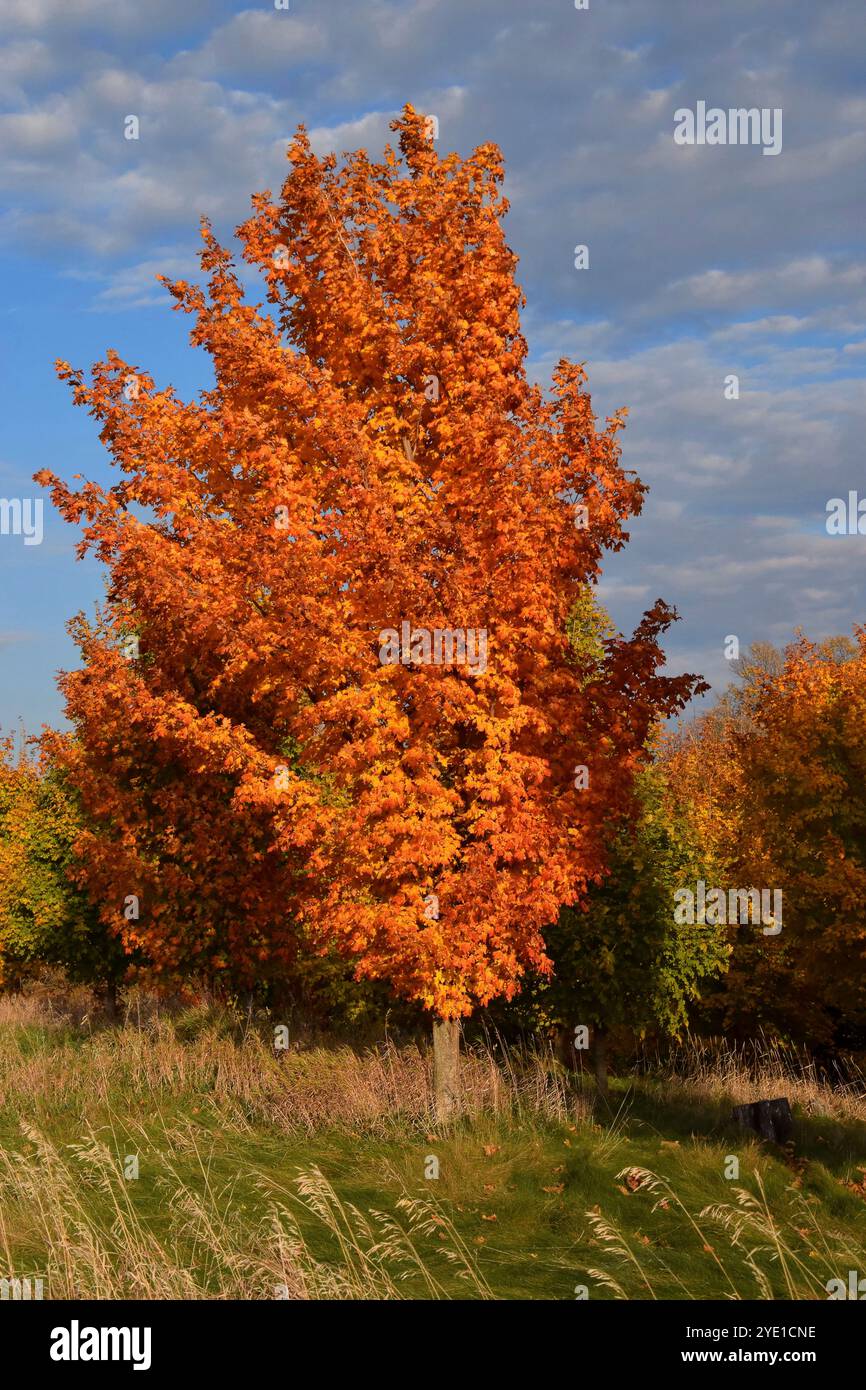 A vibrant tree with orange leaves stands prominently in a grassy field ...