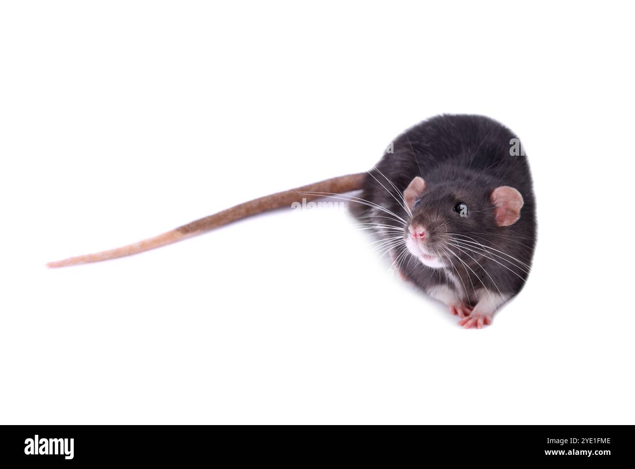 One rat on white background. Cute rodent Stock Photo - Alamy