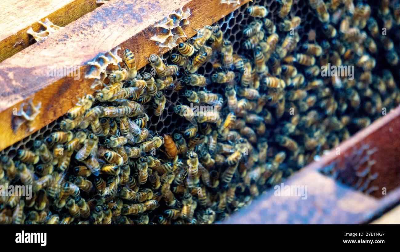 A group of honey bees in their hive. They work to collect nectar as ...