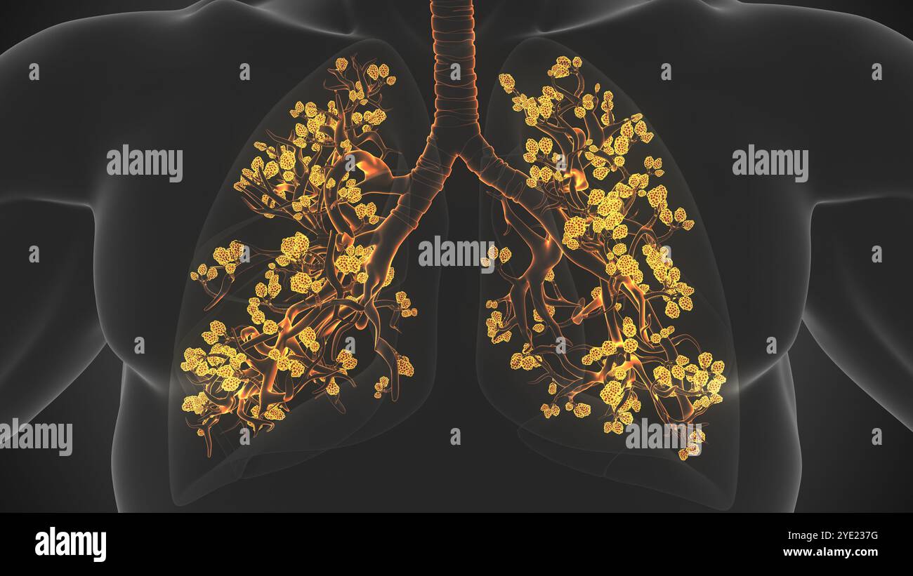 Breathing Process Occurs in Alveoli of Lungs Stock Photo