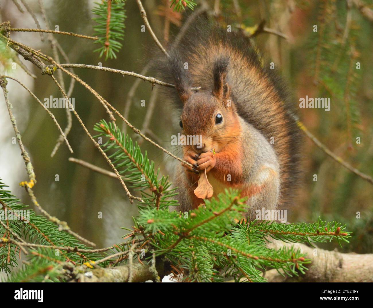 Squirrel with maple seed Stock Photo