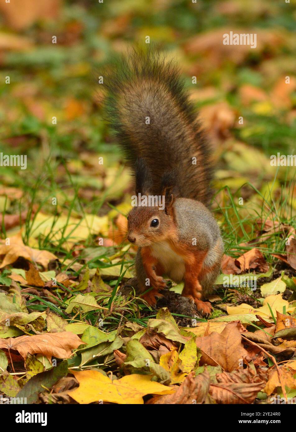 Autumn squirrel on the ground Stock Photo