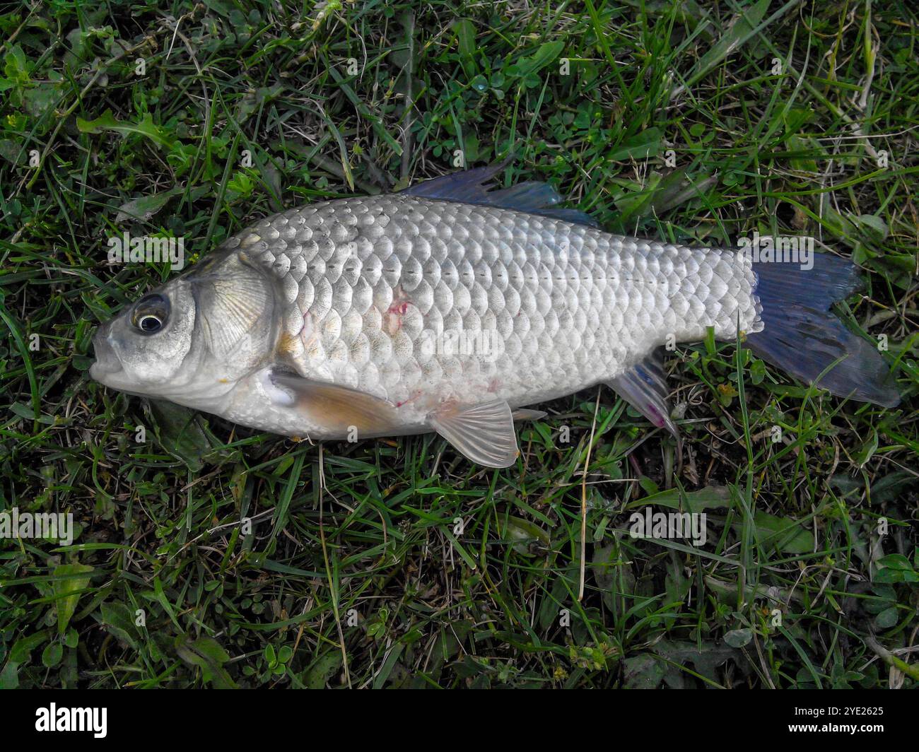 A caught silver fish with fins lies on the grass. Scales, eyes and ...