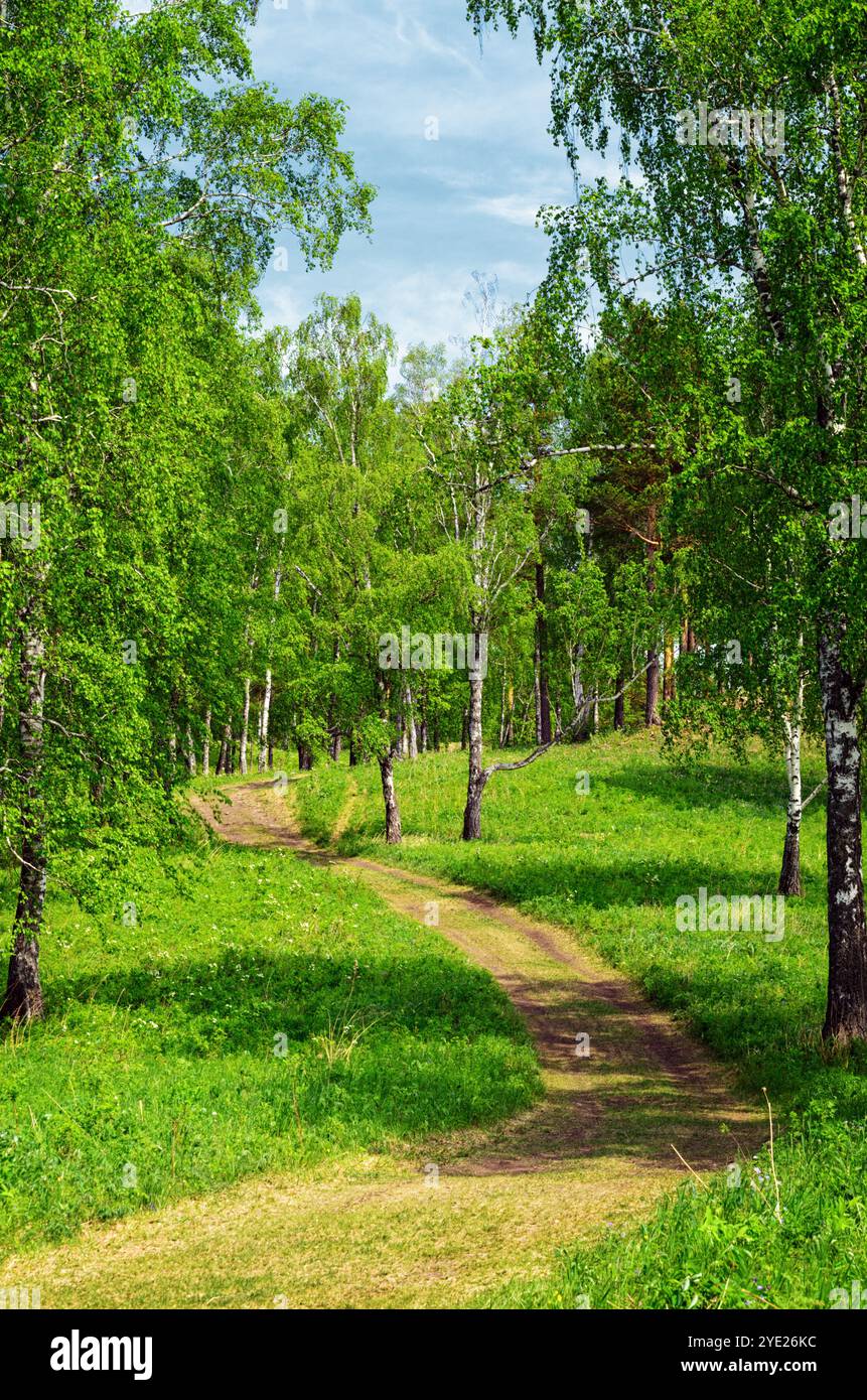 Footpath in dense forest hi-res stock photography and images - Alamy