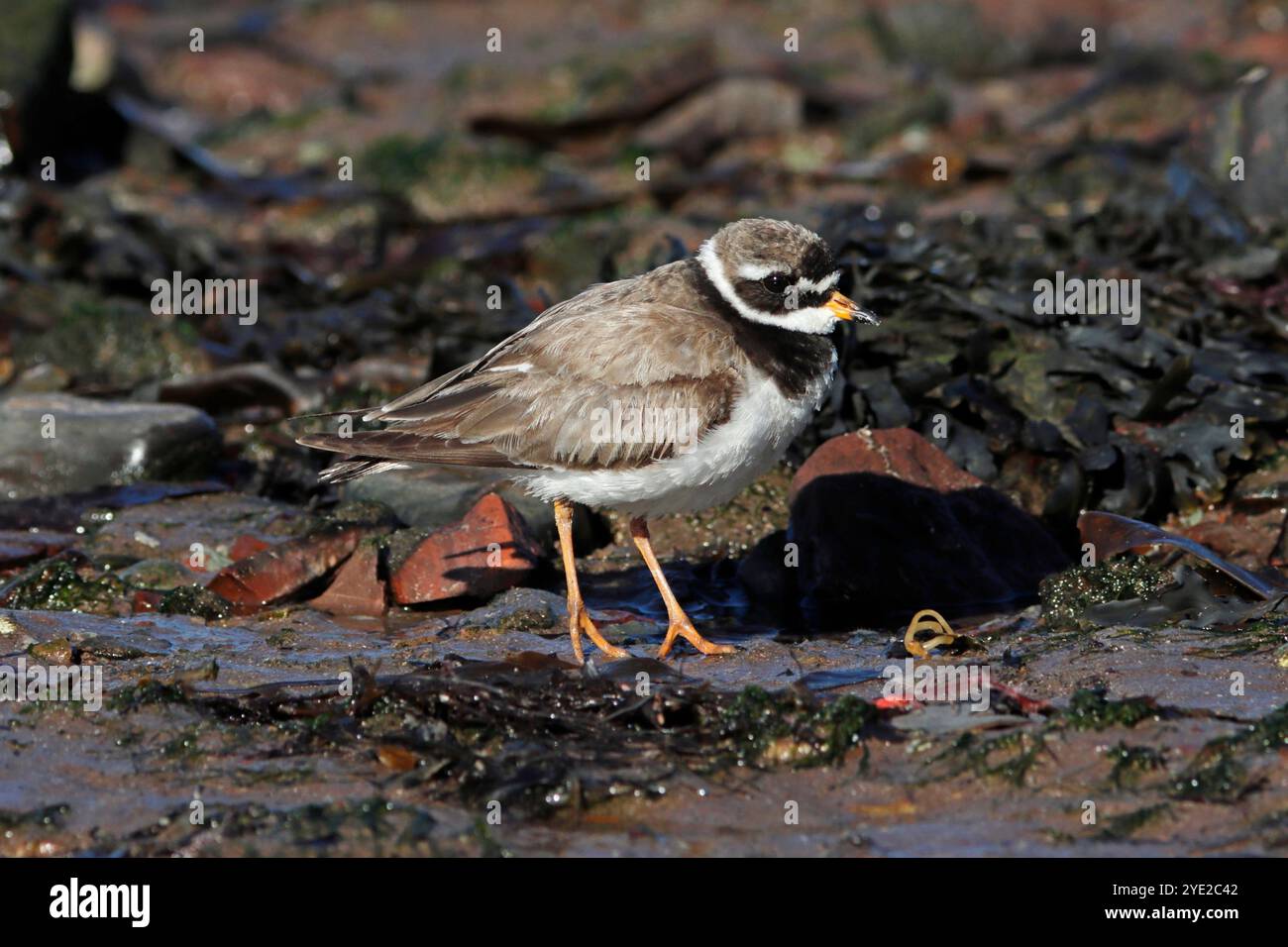 RINGED PLOVER, UK. Stock Photo