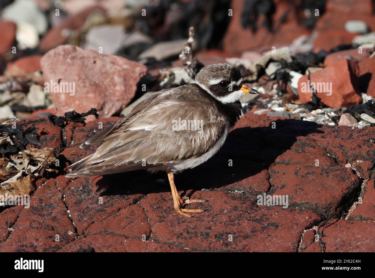 RINGED PLOVER (Charadrius hiaticula) stood on shoreline rocks at high tide, UK. Stock Photo