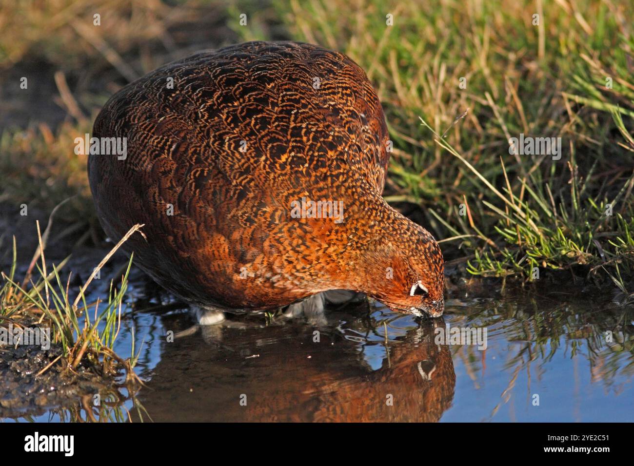 RED GROUSE drinking, Scotland, UK. Stock Photo