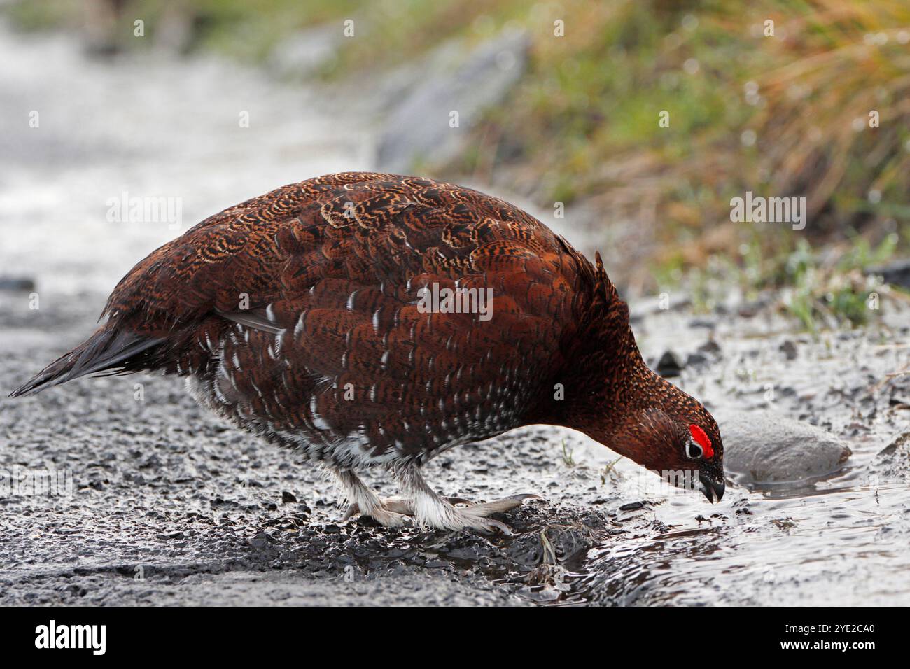 RED GROUSE (Lagopus lagopus scoticus) drinking at the side of the road after wet weather, Scotland, UK. Stock Photo
