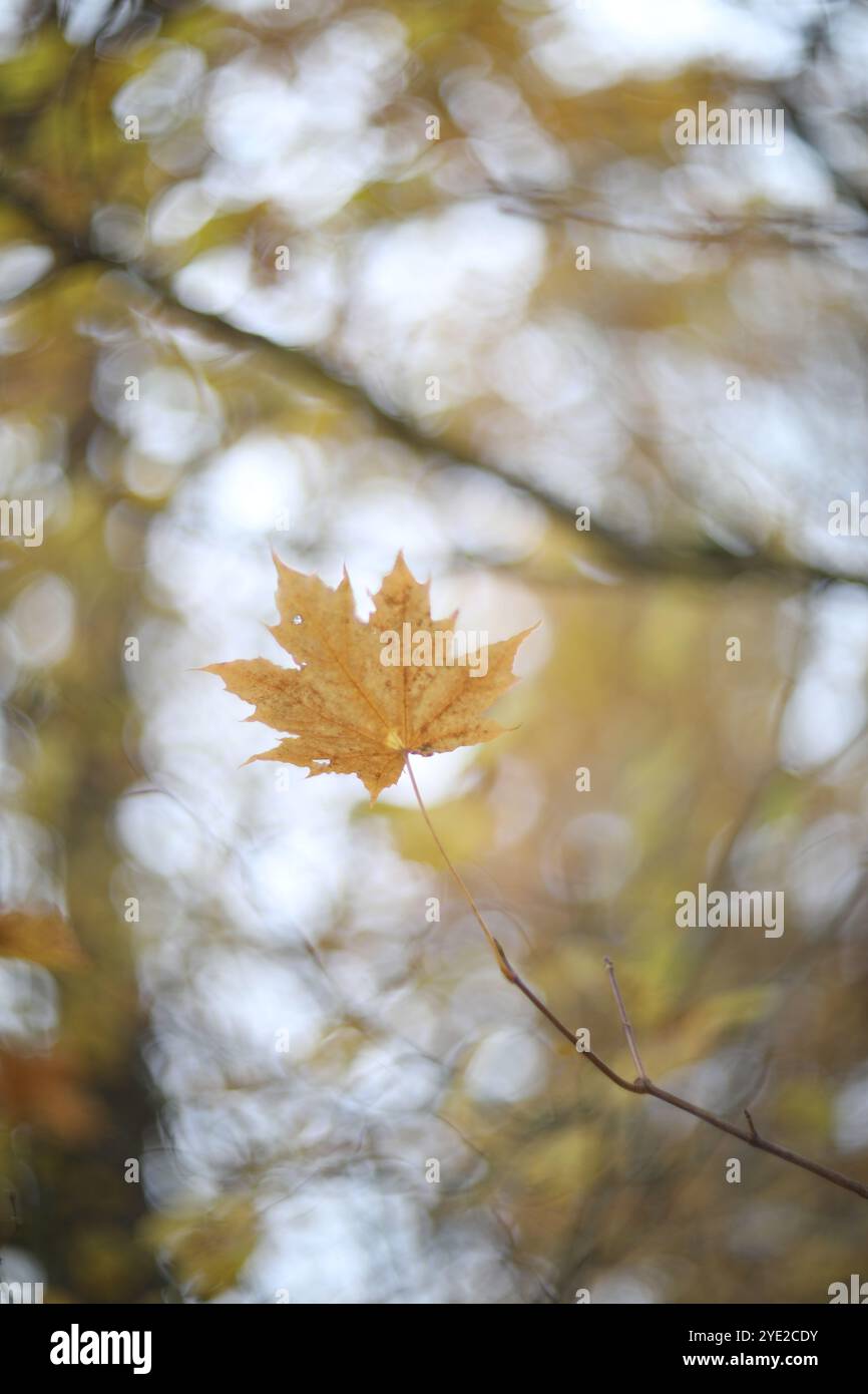 Creative tree leaves hanging hi-res stock photography and images - Alamy