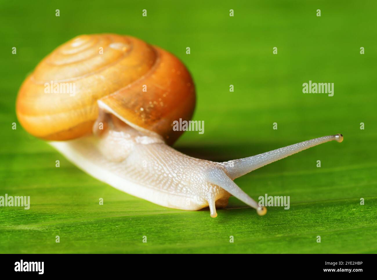 Snail creeps on green leaf hi-res stock photography and images - Alamy