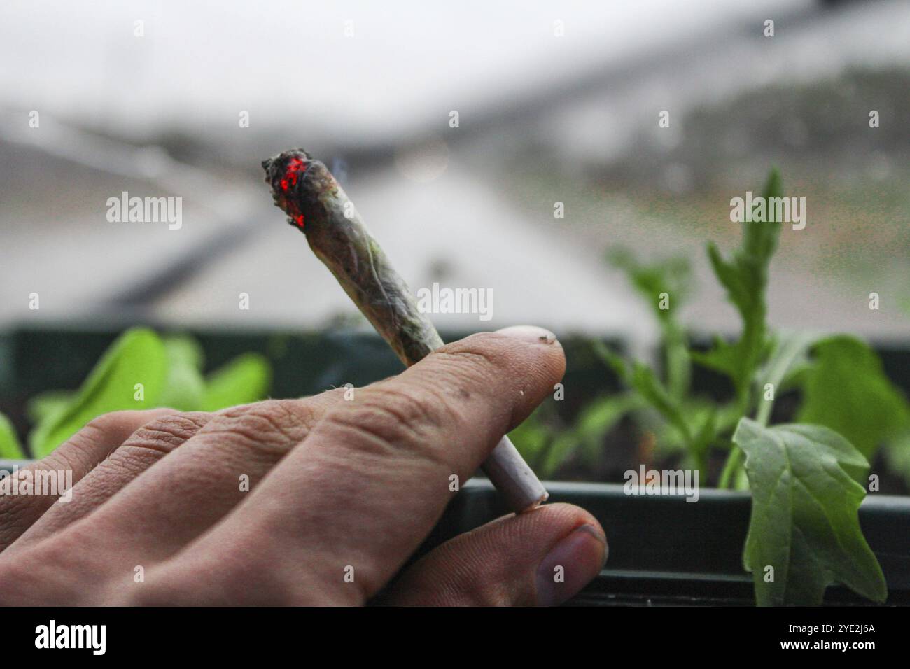 Cannabis cigarette being smoked, hi-res stock photography and images