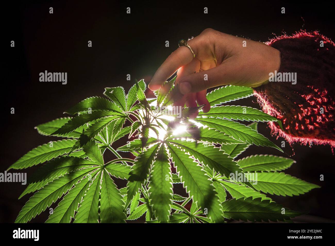 Selective focus closeup of backlit marijuana plant with a woman's hand stroking the leaves. Cannabis plant on a black background illuminated from behi Stock Photo