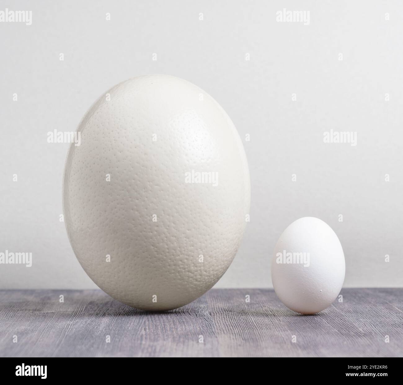 Ostrich egg size comparison hi-res stock photography and images - Alamy