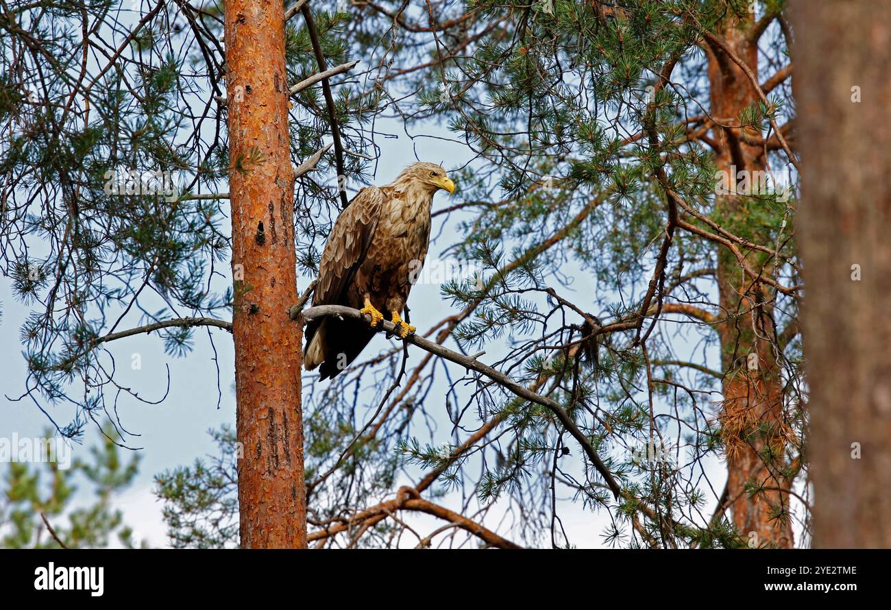 White tailed eagles hunting in the forest Stock Photo