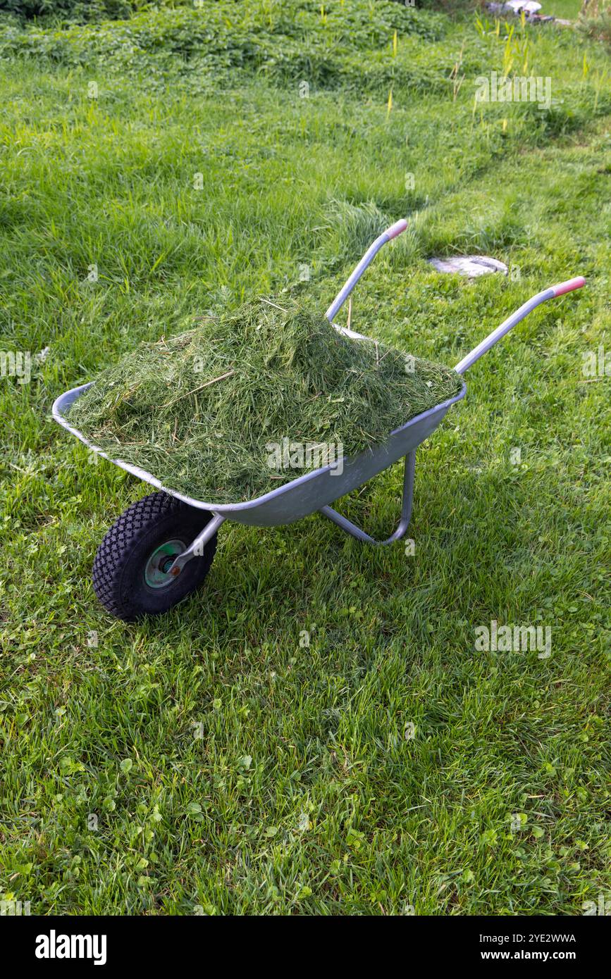 a-wheelbarrow-full-of-grass-clippings-lawn-mowing-process-stock-photo