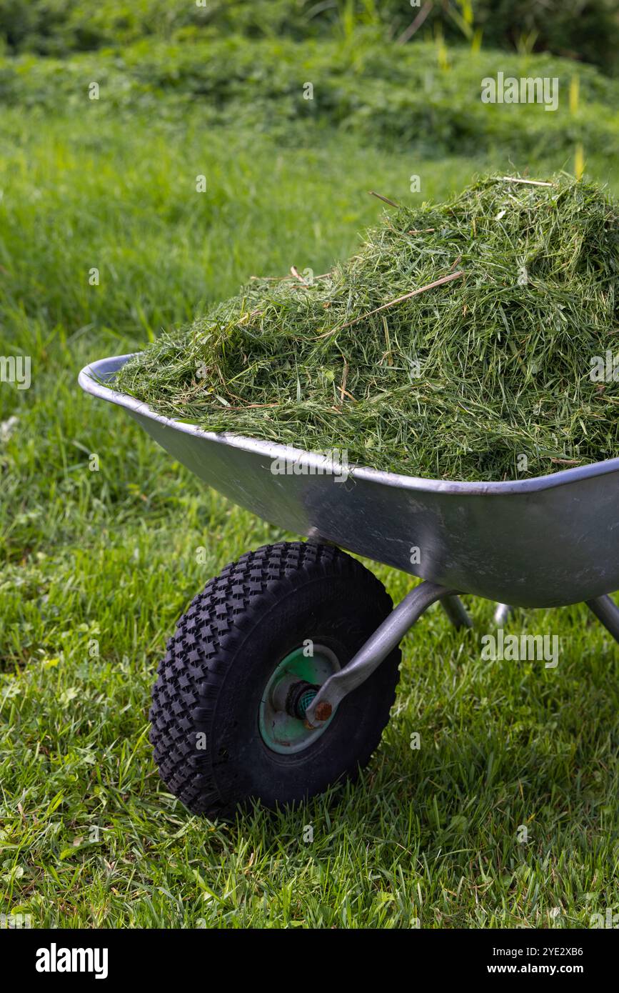 a-wheelbarrow-full-of-grass-clippings-lawn-mowing-process-stock-photo