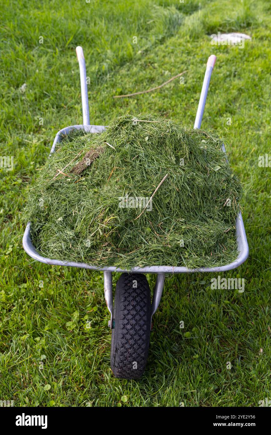 a-wheelbarrow-full-of-grass-clippings-lawn-mowing-process-stock-photo