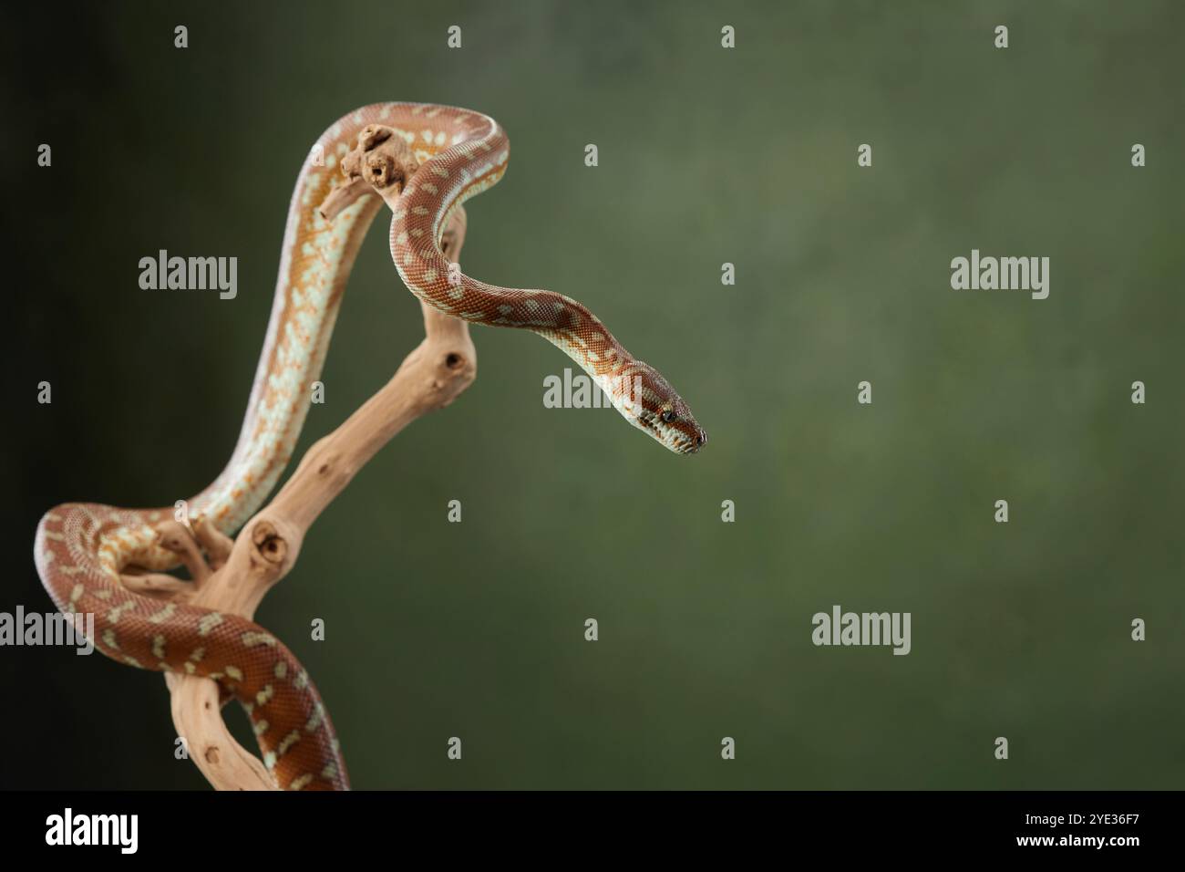 Snake wraps itself hi-res stock photography and images - Alamy