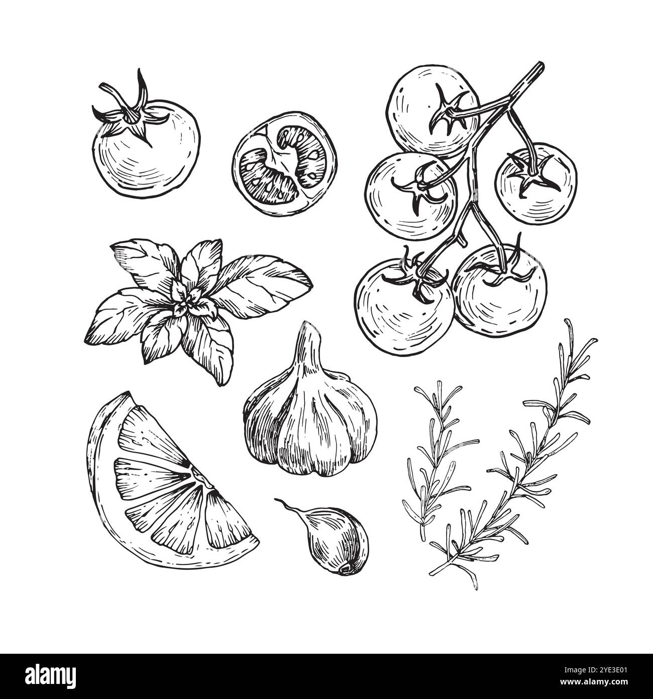 Lemon wedge, basil leaves, garlic, rosemary and cherry tomatoes on a branch hand drawn with ink. Stock Vector