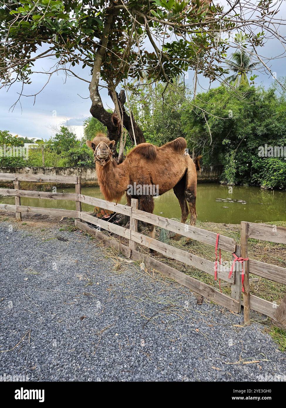 Camel standing near a river on a rural farm with trees in the background, depicting a peaceful countryside landscape and natural livestock environment - Smartphone Captured Stock Image