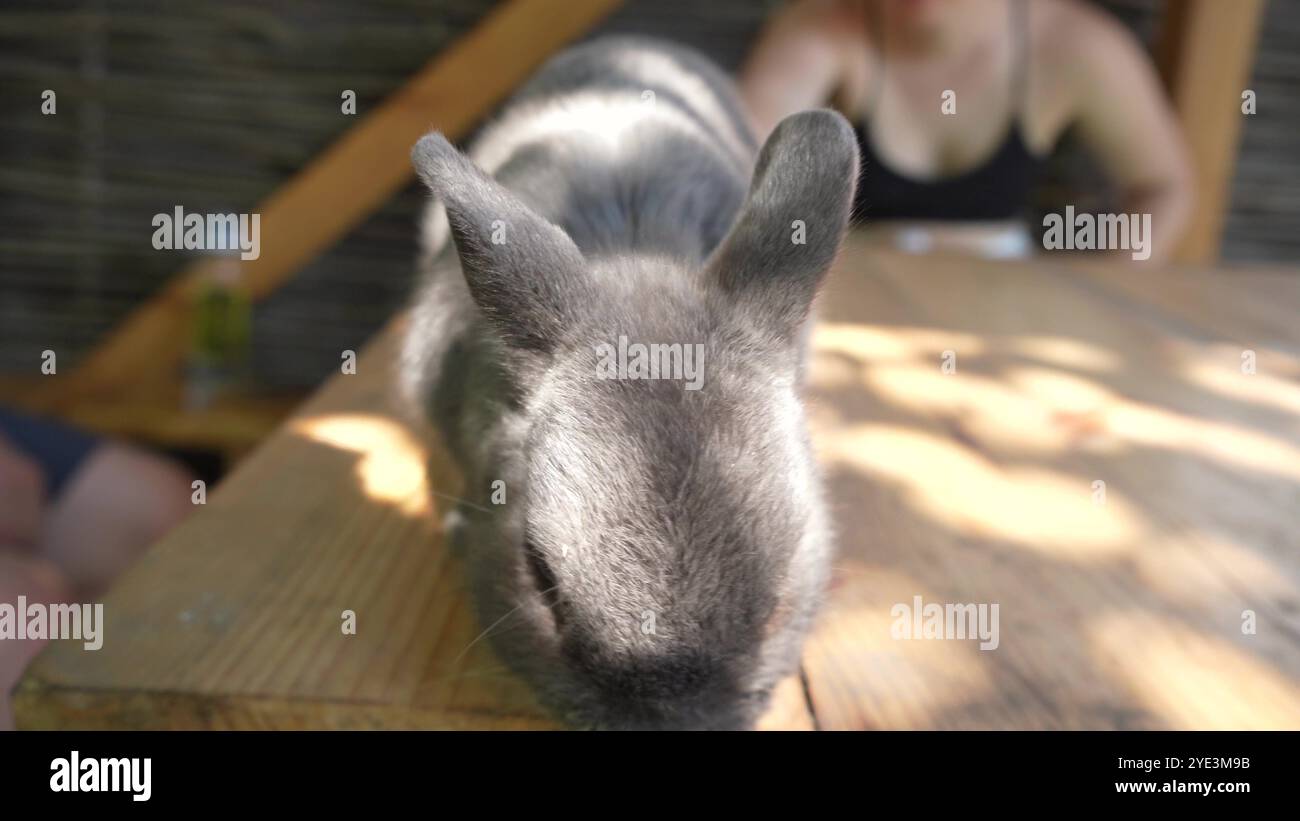A lively gray rabbit scurries over a sunlit wooden table, its long ears ...