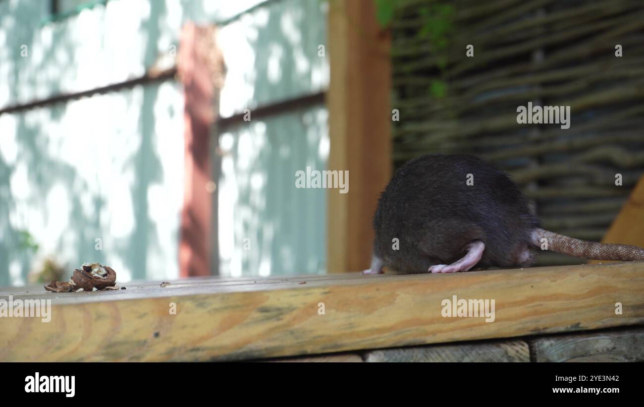 A black rat relaxes on a wooden surface, its whiskers visible in fine detail. Perfect for animal behavior or nature-focused content. Stock Photo