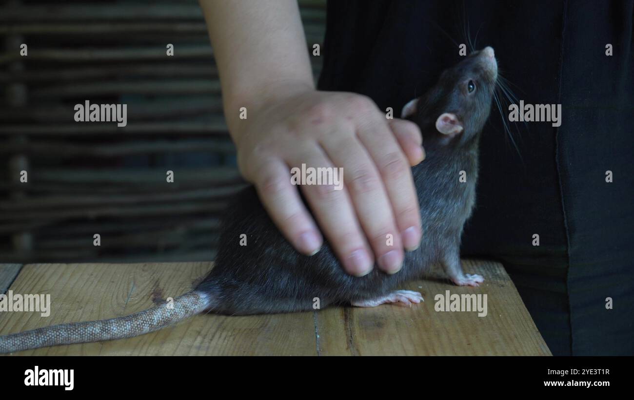 Touching Rats Dark haired rat calmly rests hi-res stock photography and images - Alamy