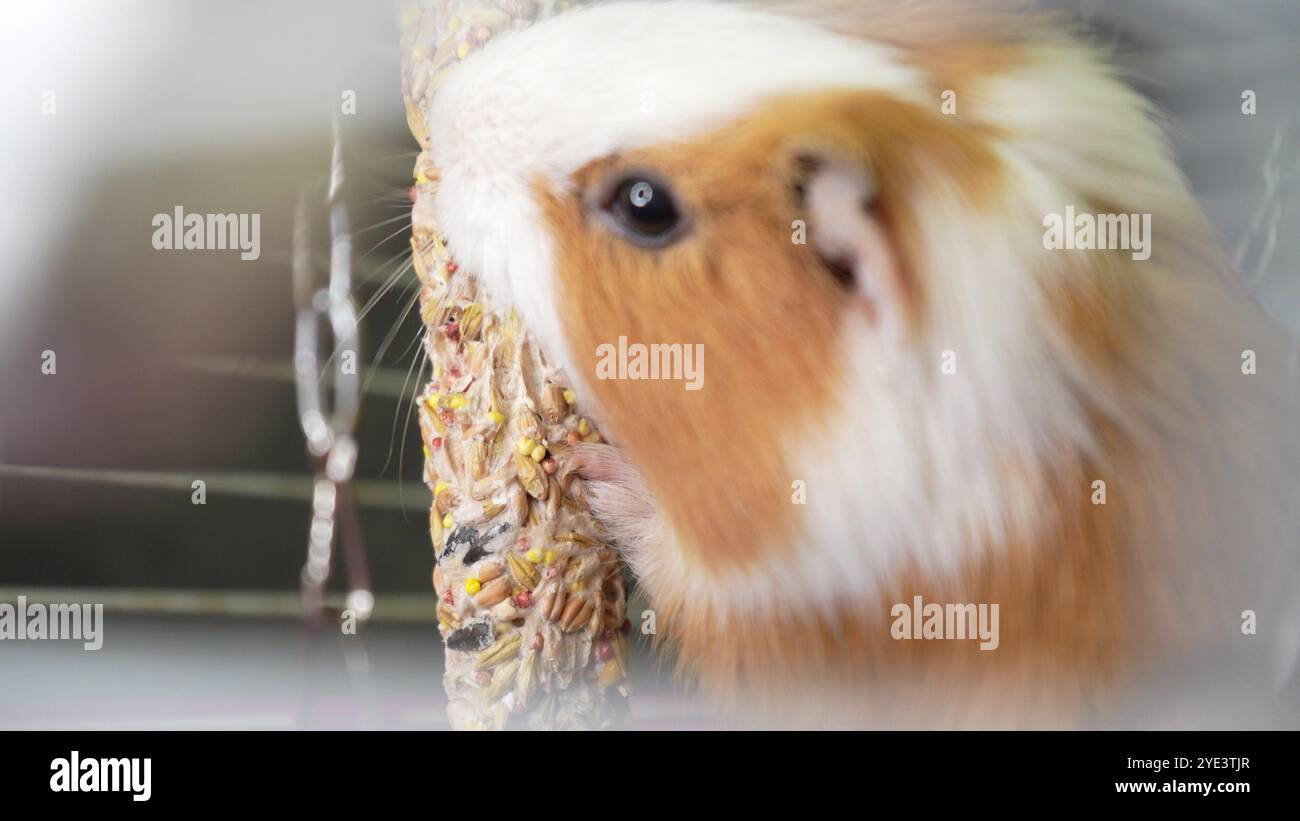 Photo inspiration: Conjoined Food Accidentally Dried Guinea Pig Reference: A Guinea Pig In A Cage Gnaws Dry Food From