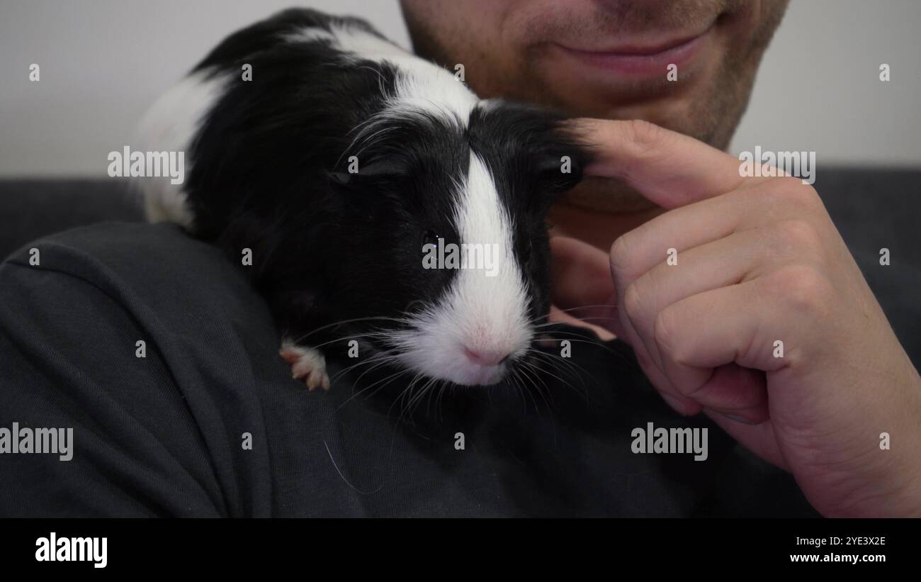 Curated visual reference: Visual Reference: Gently Holds Guinea Pig Hi Res Stock Photography And Images