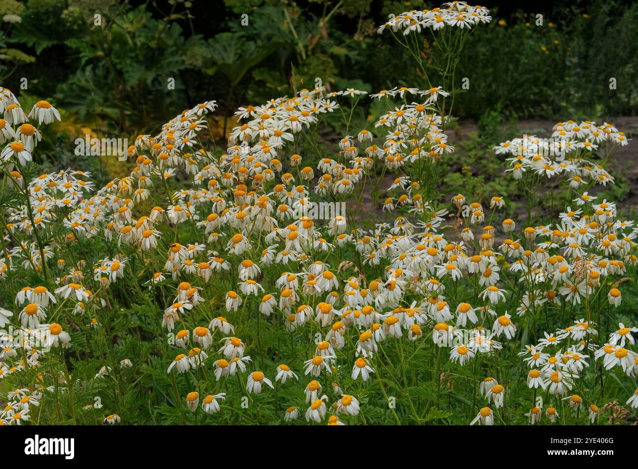 Pharmacy chamomile is blooming. Romantic plants. Nature floral background. Medicine flowers in meadow. Cottage garden. Stock Photo