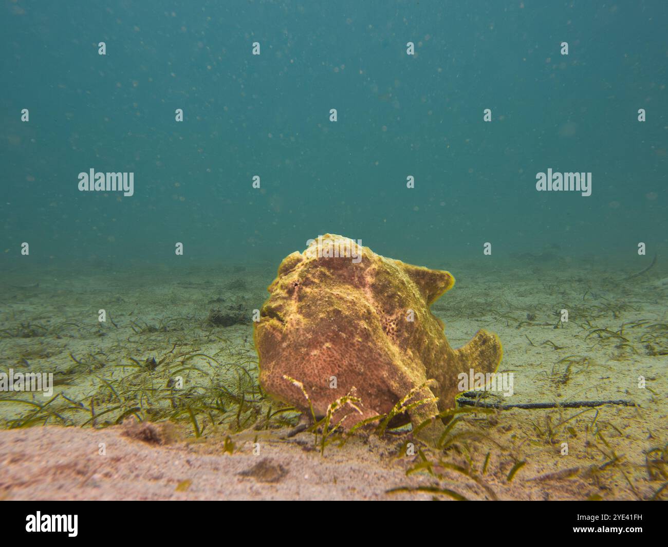 Underwater colorful giant frogfish in hi-res stock photography and ...