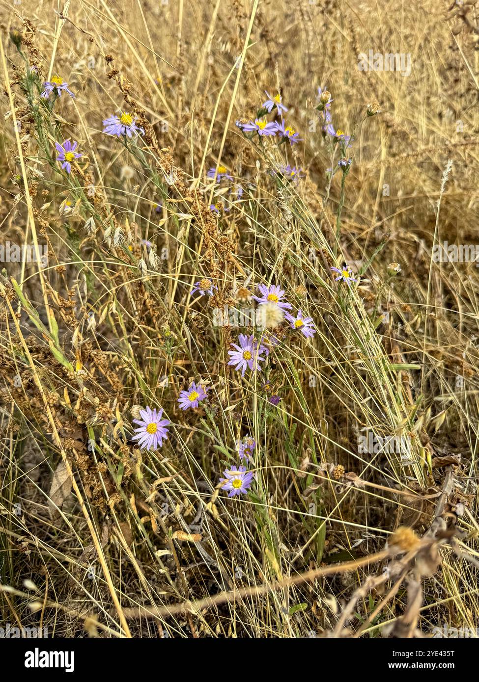 Grass create hi-res stock photography and images - Alamy