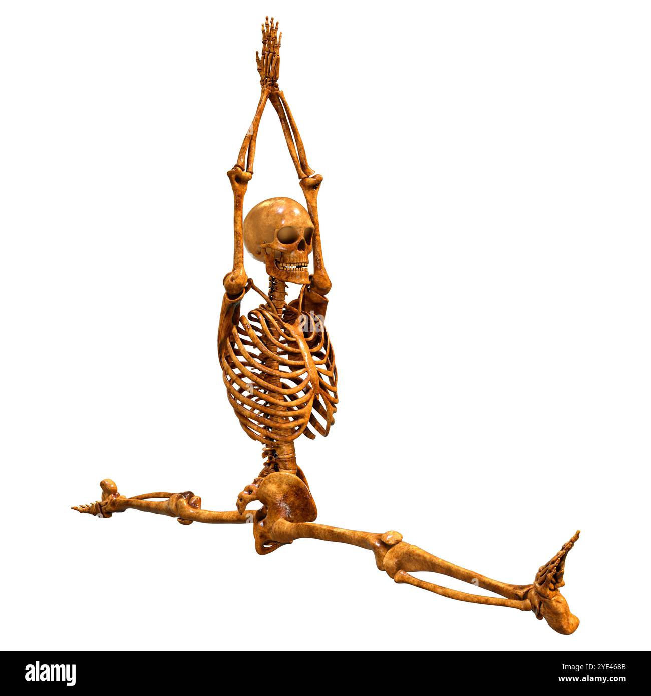 3D rendering of a human skeleton isolated on white background Stock ...