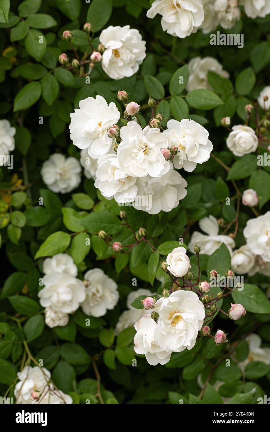 Climbing white rose hi-res stock photography and images - Alamy