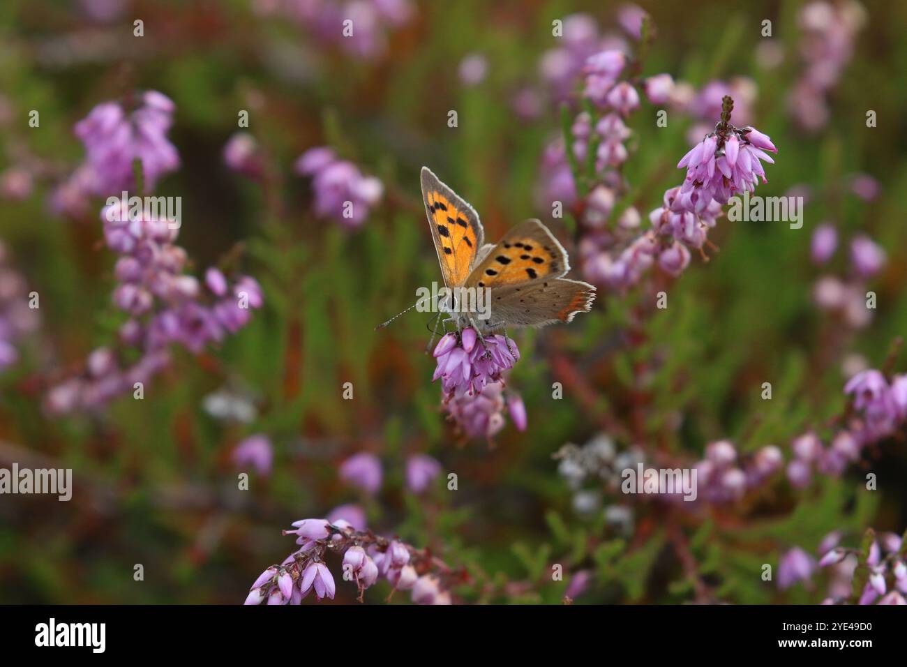 Small Copper Butterfly nectaring on Heather - Lycaena phlaeas Stock Photo