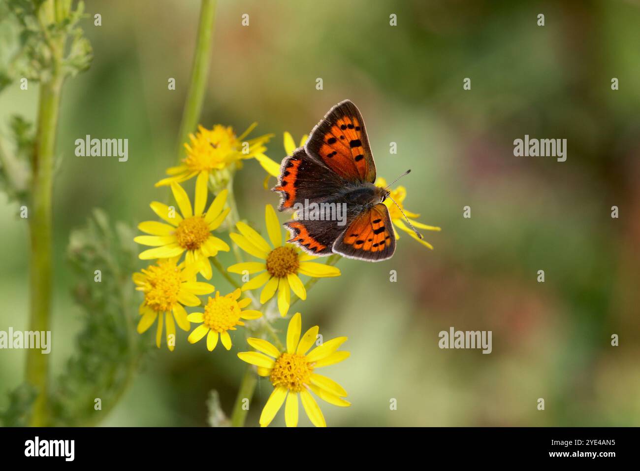 Small Copper Butterfly - Lycaena phlaeas Stock Photo - Alamy
